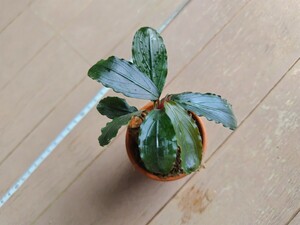 ブセファランドラ sp.ロイヤルラウンドメタリック Bucephalandra sp. Royal Round Metallic 水上葉