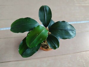 ブセファランドラ セムンタイ　Bucephalandra sp.Semuntai　水上葉