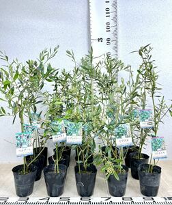 [ olive seedling MIX 4 number 15 pot set reality goods free shipping ]