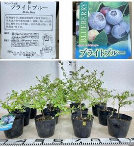 [1. blueberry seedling bright blue 4 number 12 pot set reality goods sale free shipping ]