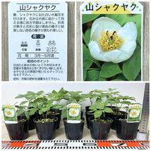 【山芍薬　15鉢セット　3号　現品　送料無料】_画像1