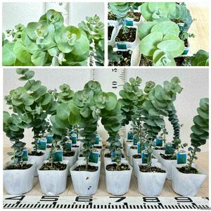 [ eucalyptus seedling * silver dala-~ 3 number 24 pot set reality goods free shipping ]