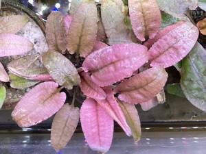 PURE water plants * great special price sale * Cryptocoryne flamingo half water one stock!!