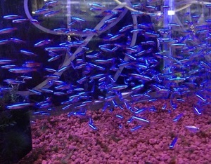 PURE super-discount sale car jinaru Tetra 100 pcs beautiful blue * this only group .... very beautiful .