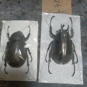 b ton Atlas pair specimen 