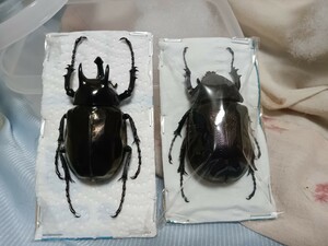  Sim rue Atlas pair Atlas beetle specimen 