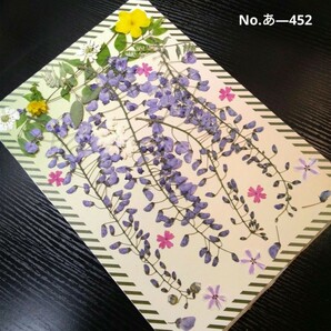 押し花素材 ● 藤の花 ／ 満開鮮やか (^o^)/ Part 2の画像1