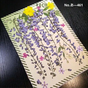 押し花素材 ● 藤の花 ／ 満開鮮やか (^o^)/ Part 7の画像1