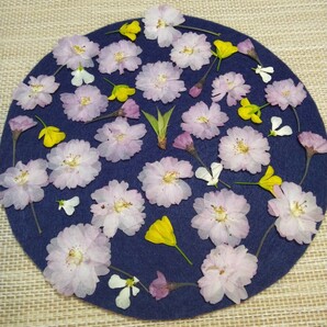 押し花素材 ★ 八重桜 ／ 枝付き混合 (^o^)/ ②の画像4