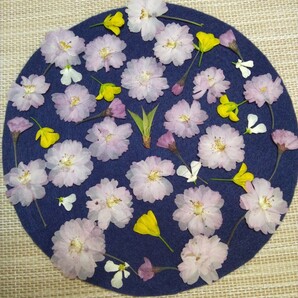 押し花素材 ★ 八重桜 ／ 枝付き混合 (^o^)/ ②の画像1