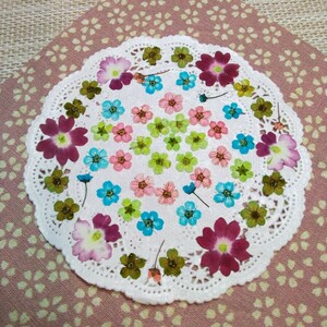  pressed flower material *kote Mali various mixing | rose type ②