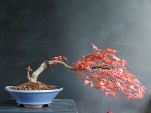 送料込み！☆紅千鳥☆ イロハもみじ　紅葉　貴風　中品　盆栽　bonsai　取り木　8年