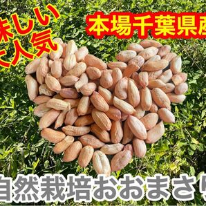 千葉発祥の自然栽培大勝利（おおまさり）落花生ミネラル豊富　種50g