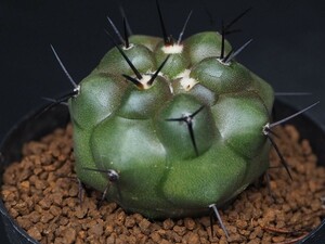 RR_黒王丸　希少FN付　コピアポア/Copiapoa cinerea HR1106,Cerro Virgen, Chile/1株/当園実生苗