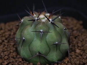 RR_孤竜丸　希少FN付　コピアポア/Copiapoa columna-alba JN 2219, Tigrillo Antofagasta/1株/当園実生