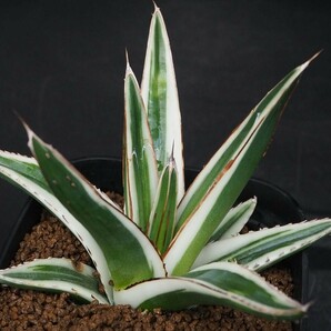 RR_氷山 笹の雪の純白覆輪/Agave victoriae-reginae Hyouzan/1株/輸入苗の画像1