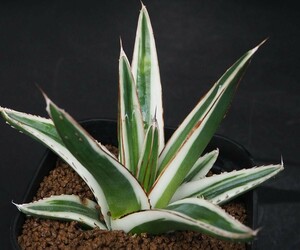 RR_氷山　笹の雪の純白覆輪/Agave victoriae-reginae Hyouzan/1株/輸入苗