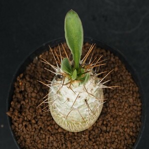 RR_光堂 パキポディウム ナマクアナム ハーフマン/Pachypodium namaquanum/1株/実生苗の画像4