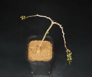 RR_希少種！ブルセラ・アプテラ　珍種コーデックス　灌木盆栽/Bursera aptera/1株/当園実生苗