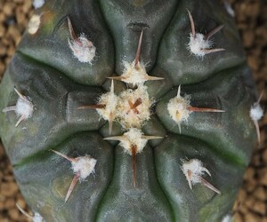 RR_白粉ギムノ　プロチャズキアナム　希少なFN付/Gymnocalycium prochazkianum,WP 95-241/760/1株/実生苗