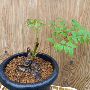 盆栽素材　タラノキ新芽　8号鉢植　サイズ　横幅　40㎝　奥行　25㎝　高さ　40㎝　未使用