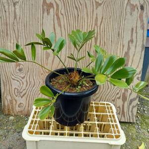 観葉植物　ザミア・メキシコソテツ　8号鉢植　サイズ　横幅　45㎝　奥行　40㎝　高さ　60㎝　未使用