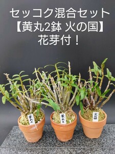 セッコク【黄丸2鉢 火の国】花芽付！長生蘭 風蘭 富貴蘭 春蘭 寒蘭