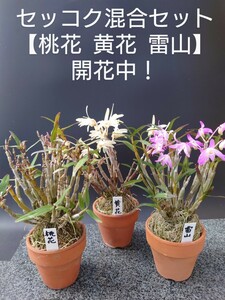 セッコク【 桃花 黄花 雷山 開花中！ 】3種混合セット 長生蘭 風蘭 富貴蘭 春蘭 寒蘭