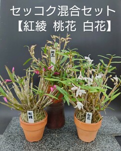 セッコク【 紅綾 桃花 白花株立開花中！ 】3種混合セット長生蘭 風蘭 富貴蘭 春蘭 寒蘭