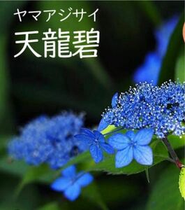 紫陽花 ＂天龍碧＂ 苗木 希少　②