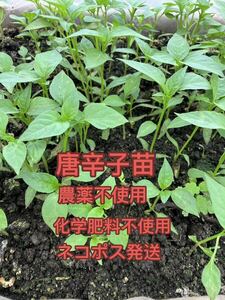  chili pepper seedling 10ps.