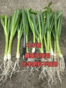  welsh onion seedling 40ps.