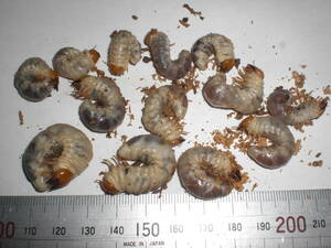 コクワガタ幼虫1６匹
