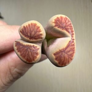 多肉植物 リトープス　紅窓菊玉 モンスター　双頭