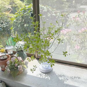 生花　ミヤマドウダンツツジ切り枝　50〜60cm×5本セット