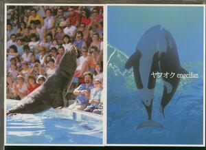 ♪絵葉書21732b┃シーワールド10枚┃水族館 Sea World 海外 カラー┃