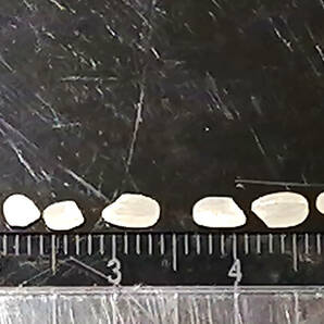 令和５年●精米25キロ小粒 新潟県産従来コシリカリ小粒（選別網目小粒1.7mm以下）3の画像4