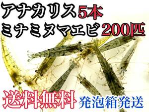 送料無料 発泡スチロール発送 アナカリス5本＋ミナミヌマエビ200匹 即決価格 本州限定