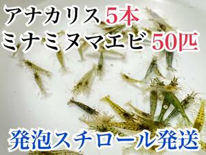 発泡スチロール発送 アナカリス5本＋ミナミヌマエビ50匹 即決価格