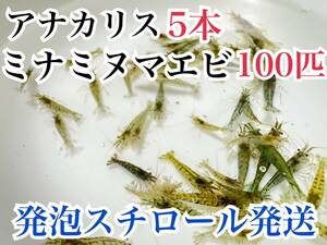 発泡スチロール発送 アナカリス5本＋ミナミヌマエビ100匹