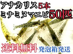 送料無料 発泡スチロール発送 アナカリス5本＋ミナミヌマエビ50匹 本州限定 即決価格