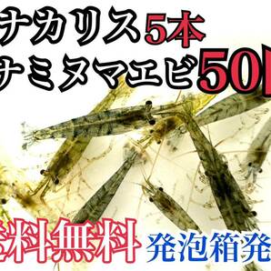 送料無料 発泡スチロール発送 アナカリス5本＋ミナミヌマエビ50匹 即決価格