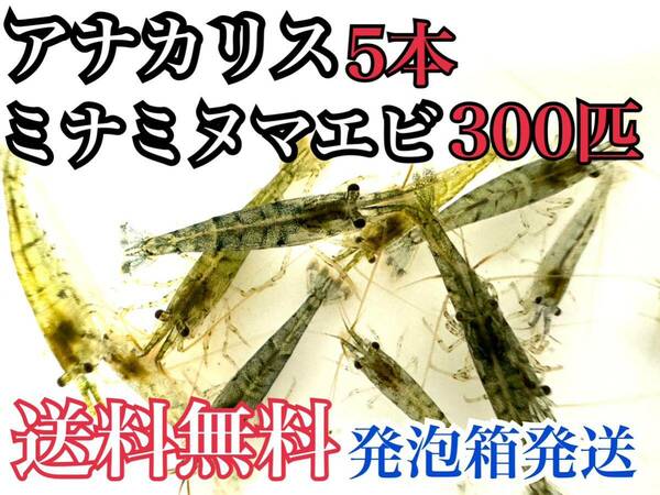 送料無料 発泡スチロール発送 アナカリス5本＋ミナミヌマエビ300匹 即決価格 餌 水草水槽 