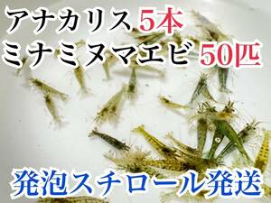 Пенопообороновая доставка Anacaris 5 + Minaminuma Crimp 50 Животные Аквариум -креветки креветки