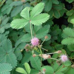 おじぎ草の種　40粒　面白い植物です　お子様も喜びますよ