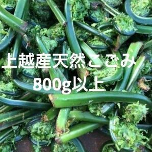 新潟県産　新鮮コゴミ　ネコポスパンパン箱込み550グラム　 天然 山菜 春の味覚