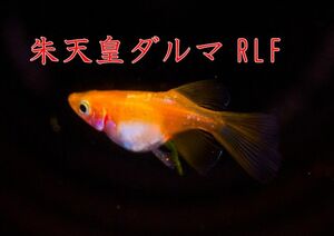 朱天皇RLFダルマ めだかの有精卵20個 検索:ネプチューン ミッドナイトフリル ダルマ