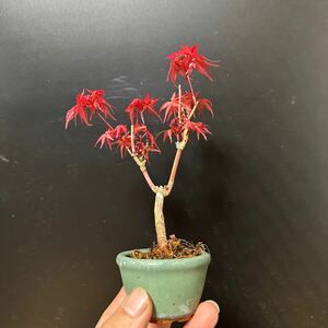 . leaf bonsai [...]①