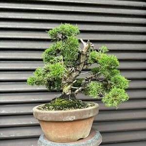  bonsai [ thread fish river genuine Kashiwa ]②