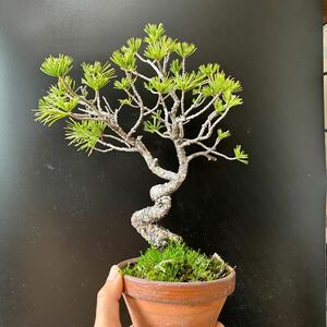  bonsai [... leaf pine ]①